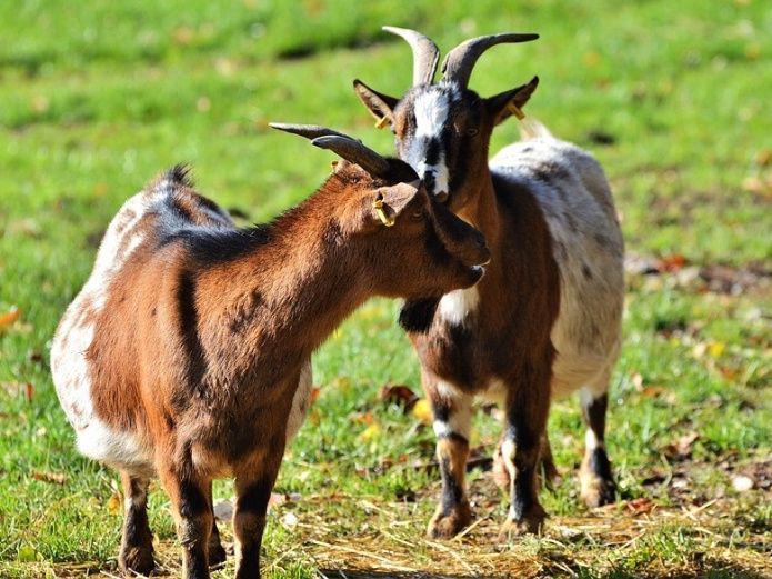 Viral- Una cabra monstruo es furor en Facebook