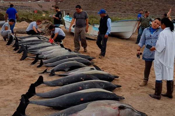 Encontraron muertos  49 delfines en las costas de Puerto Madryn