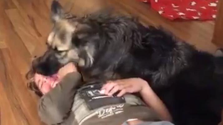Una perra consoloacute a un nene con autismo por la explosioacuten de un petardo