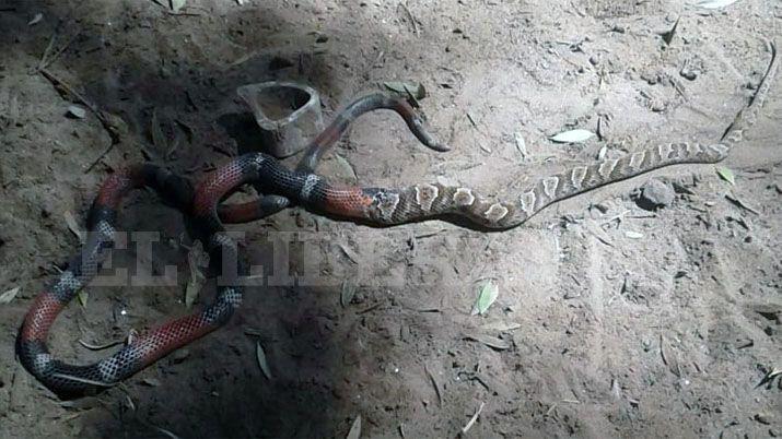 VIDEO El momento en que una viacutebora se come viva a otra