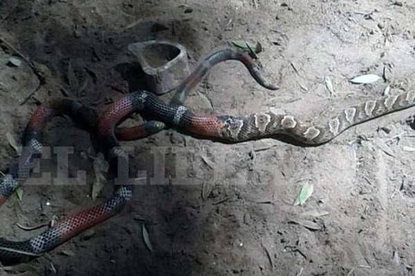 Impactante- una viacutebora se come a otra