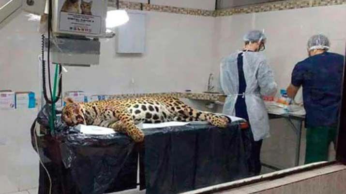 Chocoacute una yaguareteacute prentildeada y ahora deberaacute pagar 500 mil pesos