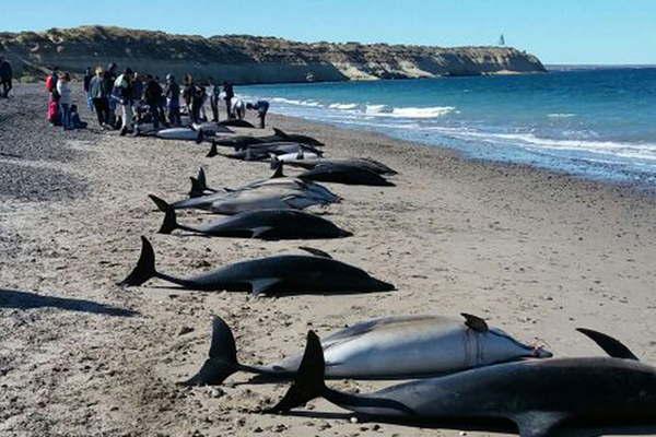 El varamiento de delfines en Madryn fue el maacutes importante conocido