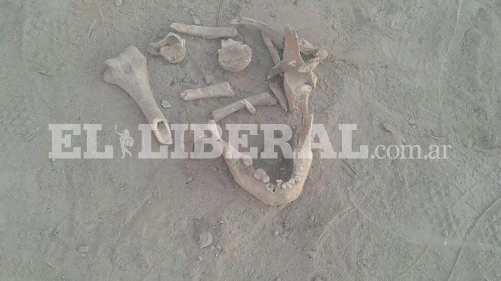 Los huesos fueron encontrados ayer