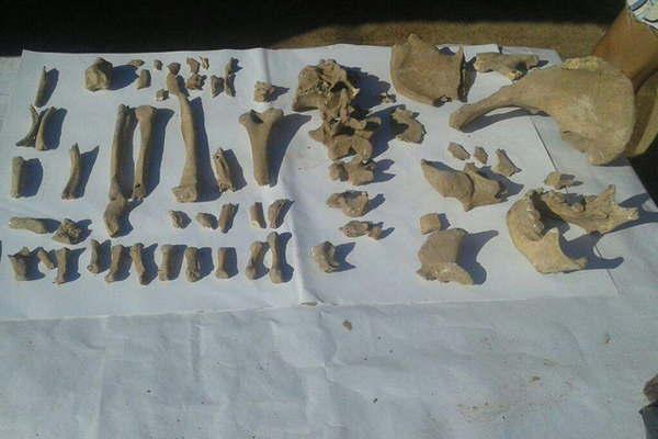 Encuentran restos oacuteseos en el predio  del santuario de Mailiacuten