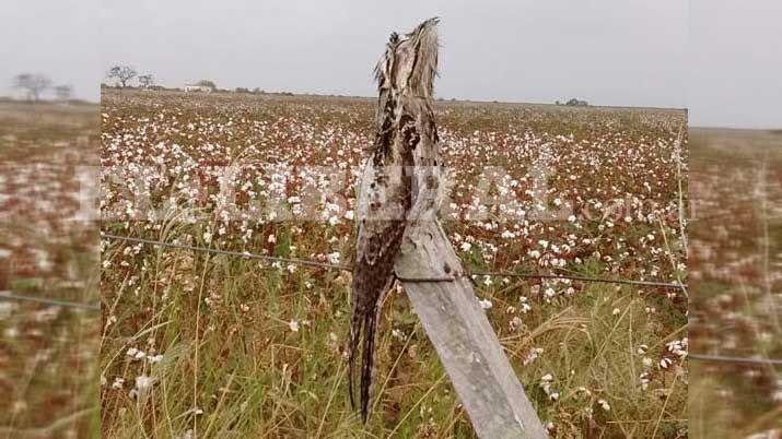 Un Kakuy sorprendioacute a los vecinos de Malbraacuten