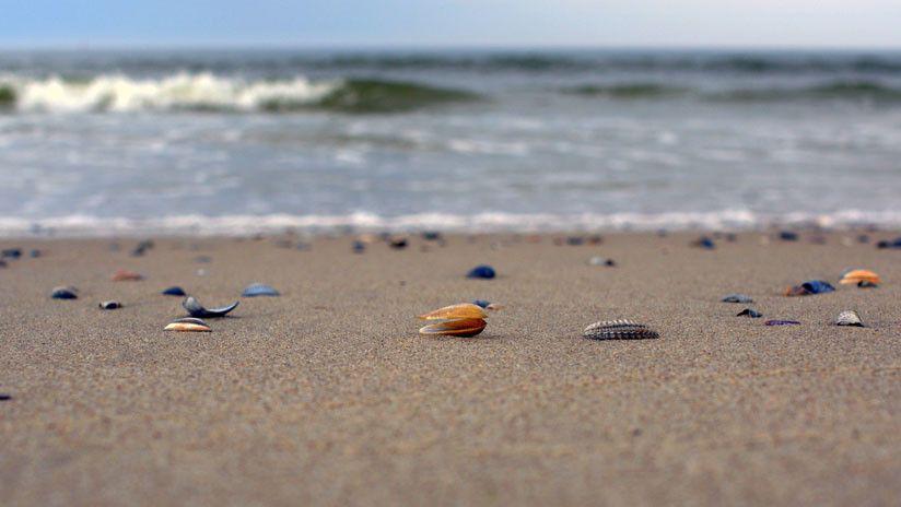 Extrantildeas criaturas aparecen en las playas de Tailandia