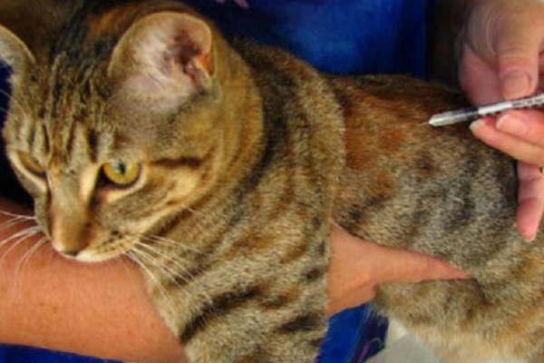 Continuacutea la campantildea de vacunacioacuten antirraacutebica gratuita en las UPAs