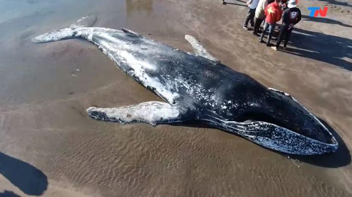 Murioacute la ballena encallada en Mar del Plata