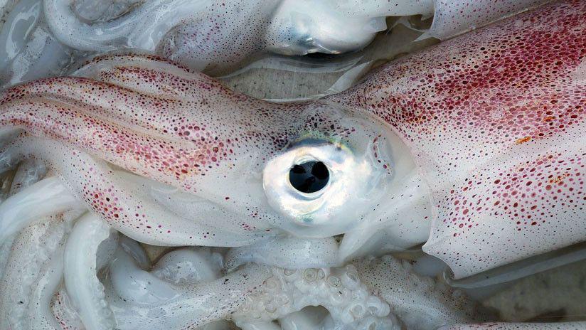 Sorprendente- Atrapan a un calamar gigante en Filipinas