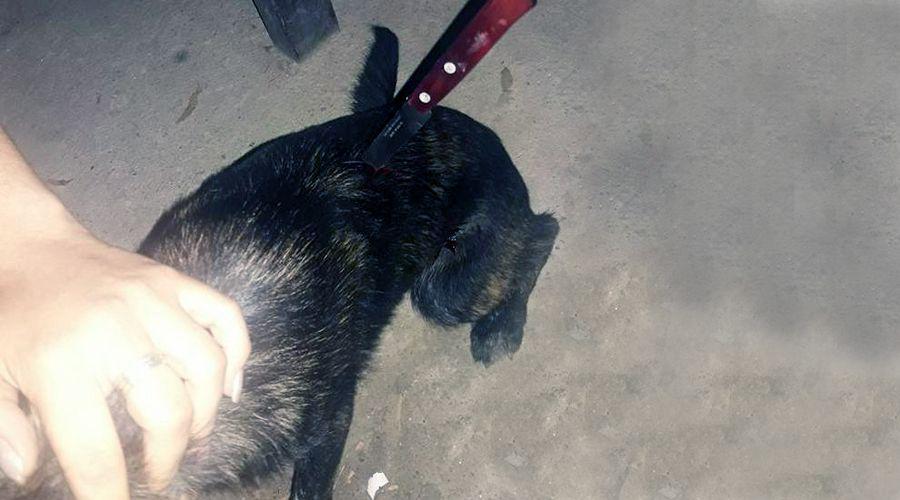 Indignacioacuten- le clavoacute un cuchillo a un perro porque le habiacutea comido el almuerzo