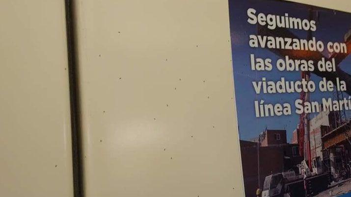 Suspendieron una liacutenea de trenes por invasioacuten de piojos