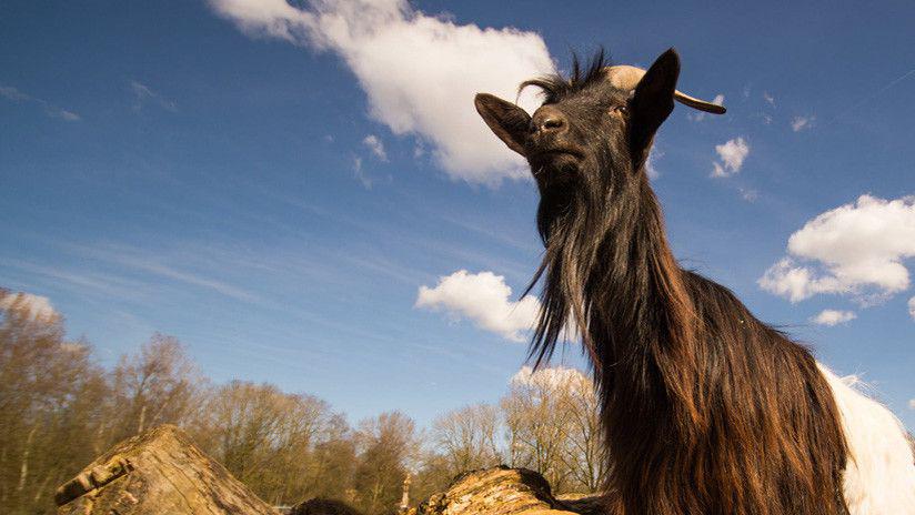 Rescataron a una cabra que era obligada a consumir drogas