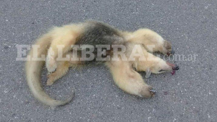 Un Oso Melero murió atropellado