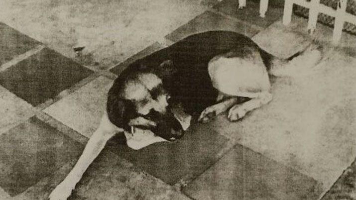 Ordenaron la detencioacuten de un perro pero escapoacute y estaacute proacutefugo