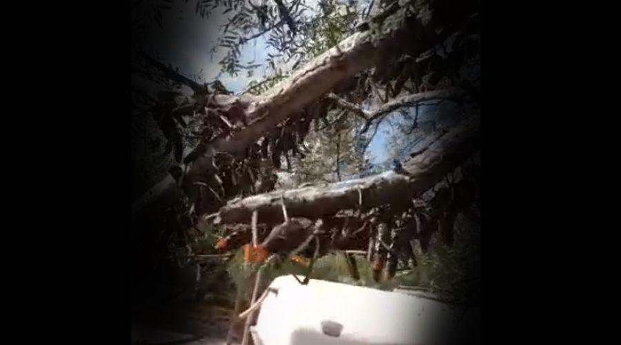 Video La tucura quebrachera arrasa con sembradiacuteos en maacutes de 100 mil hectaacutereas