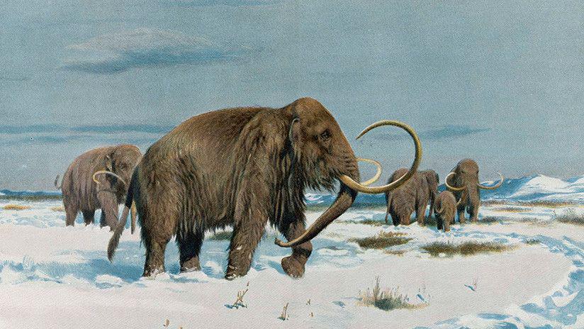Los mamuts volveraacuten a poblar la Tierra