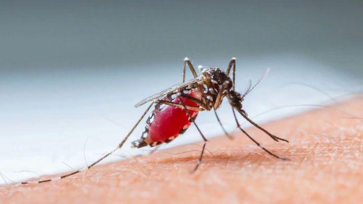 El ministerio de Salud confirmoacute la aparicioacuten de casos de dengue