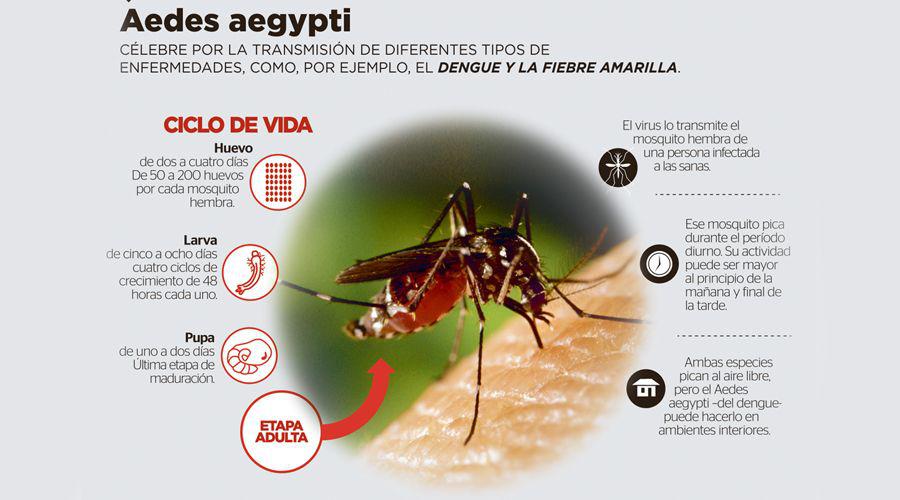 El Ministerio de Salud confirmoacute la aparicioacuten de cuatro casos de dengue en nuestra provincia