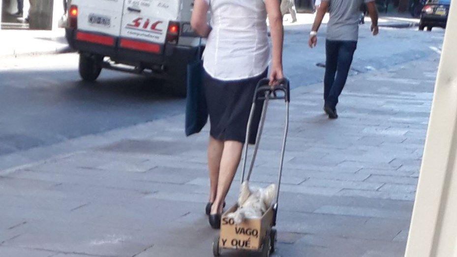 Conoceacute al perrito rosarino que es furor en las redes sociales