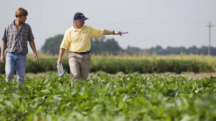 La cosecha de soja caeraacute 18 millones de toneladas por la sequiacutea