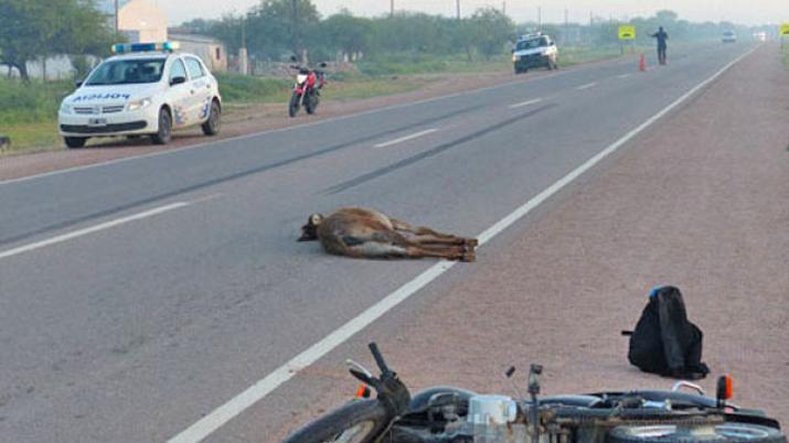 Un motociclista y su acompantildeante resultaron heridos tras chocar un burro
