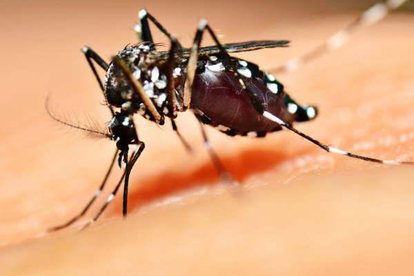 El virus del dengue tiene un periacuteodo de incubacioacuten de entre 4 y 10 diacuteas 