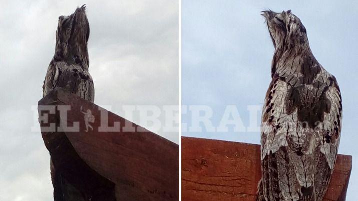 El dueño de casa no dudó ni un segundo en tomar fotografías de la ave exótica de Santiago del Estero