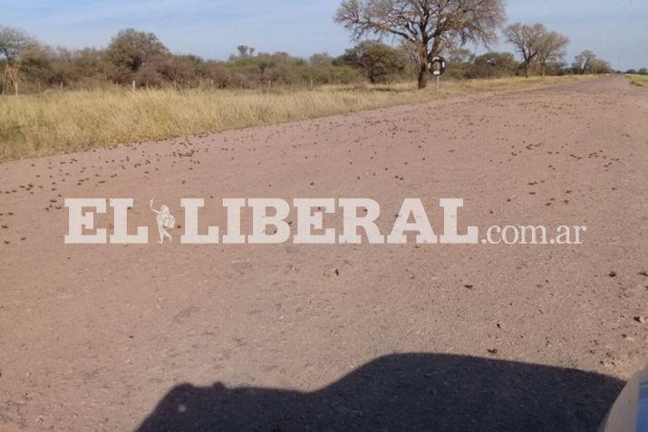 Los acrídidos fueron divisados en una extensión de casi 30 kilómetros