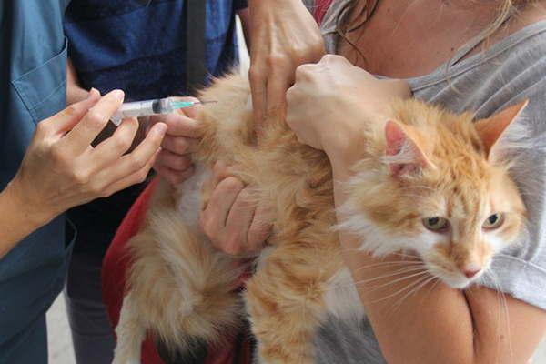 Continuacutea la campantildea de vacunacioacuten antirraacutebica gratuita en las Upas