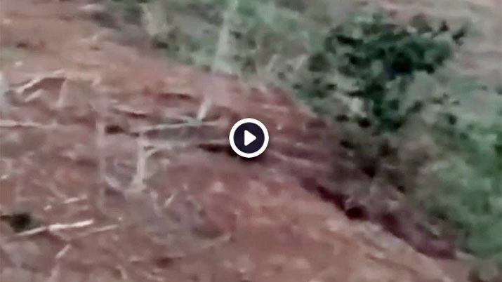 Video- Quiso sacarse una selfie con un oso y murioacute