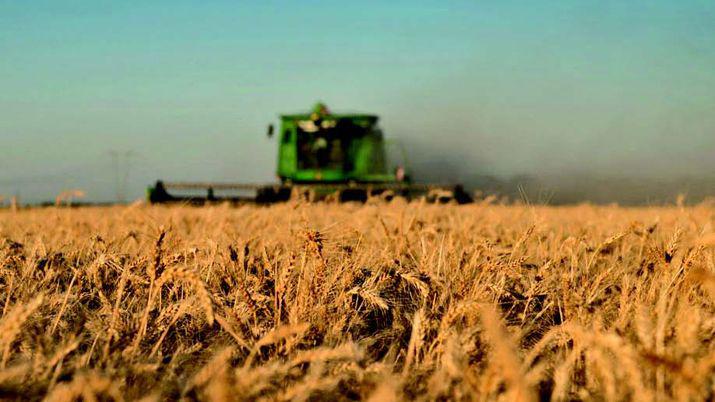 Esperan produccioacuten reacutecord de 19 millones de toneladas de trigo para el ciclo 201819