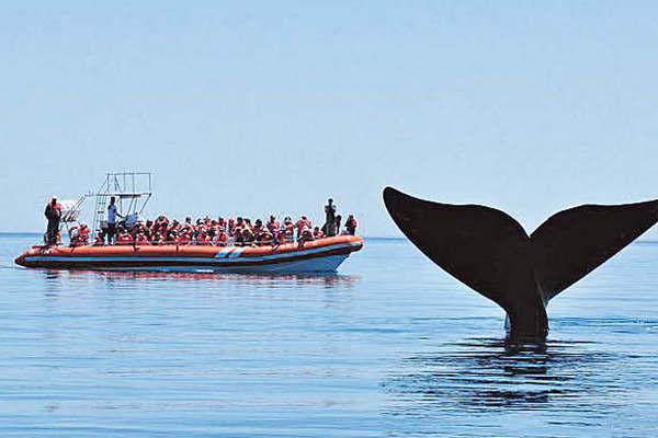 Llegaron a peniacutensula Valdeacutes las primeras ballenas de la temporada y cautivaron a los visitantes