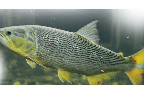 Coacutemo se criacutean los dorados en cautiverio