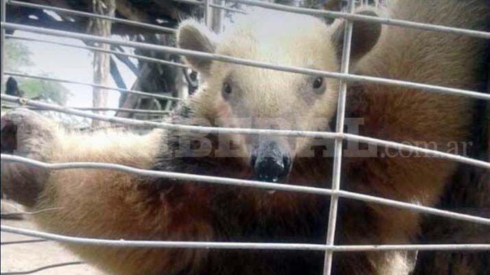 Recuperaron un Oso Melero que estaba en cautivero