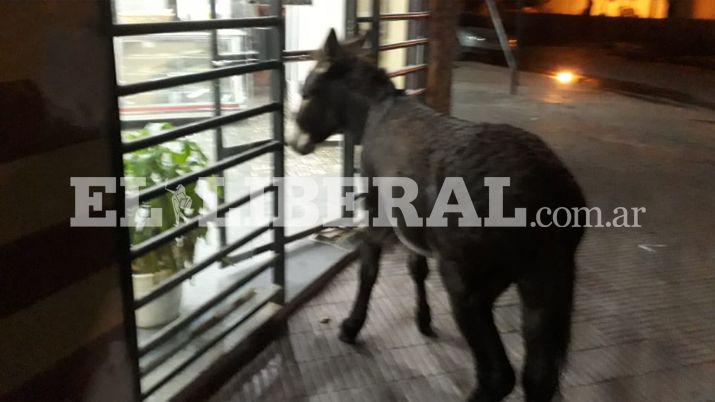 Un burro visitoacute una panaderiacutea de Friacuteas