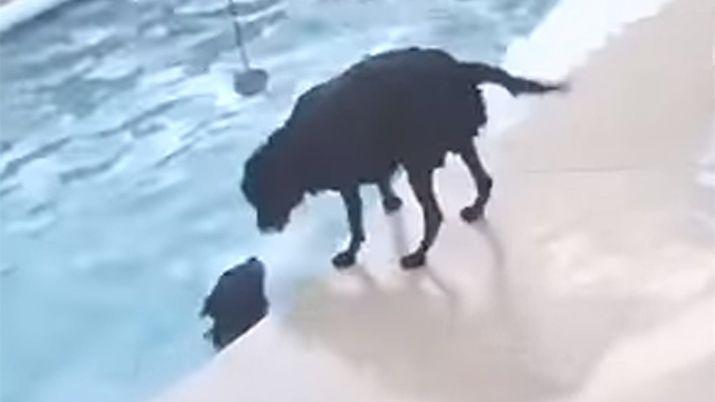VIDEO  Un perro salvoacute a otro de ahogarse en la pileta