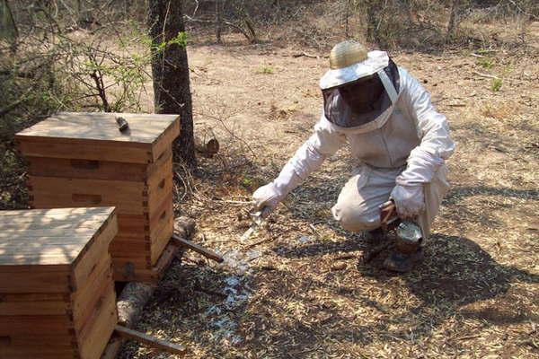 Preparan una jornada sobre la actividad apiacutecola el viernes 18