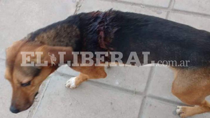 Conmocioacuten por brutales ataques a dos perros en Sumampa