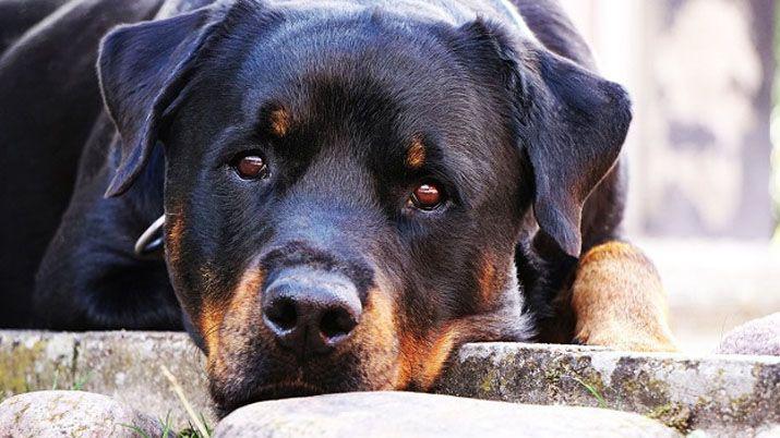 Un Rottweiler cuidoacute a un recieacuten nacido abandonado en un taller