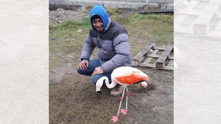 Un flamenco rosado sorprendioacute a Villa Ojo de Agua
