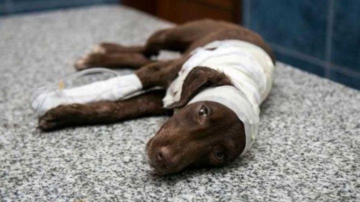 Mantildeana arranca el juicio contra el peluquero que despellejoacute a Chocolate