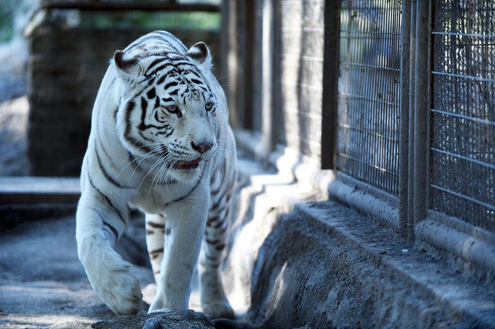 Murioacute Dhara la tigresa blanca del zooloacutegico de La Plata