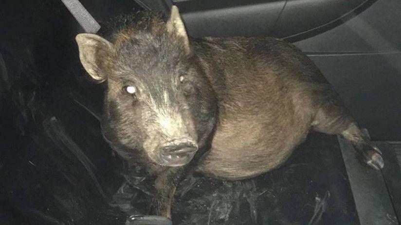 Llamoacute a la Policiacutea porque lo perseguiacutea un cerdo