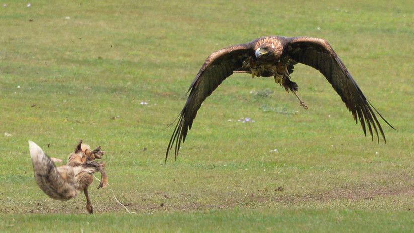 El feroz duelo entre un aacuteguila y un zorro fue captado por la caacutemara