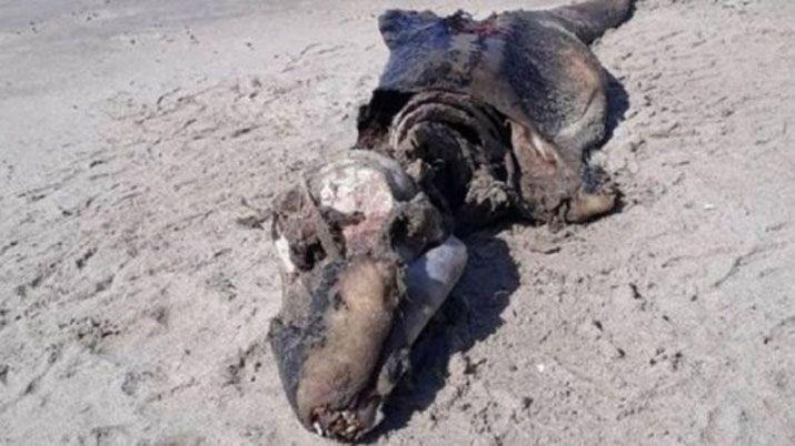 El ejemplar estaba sobre la arena