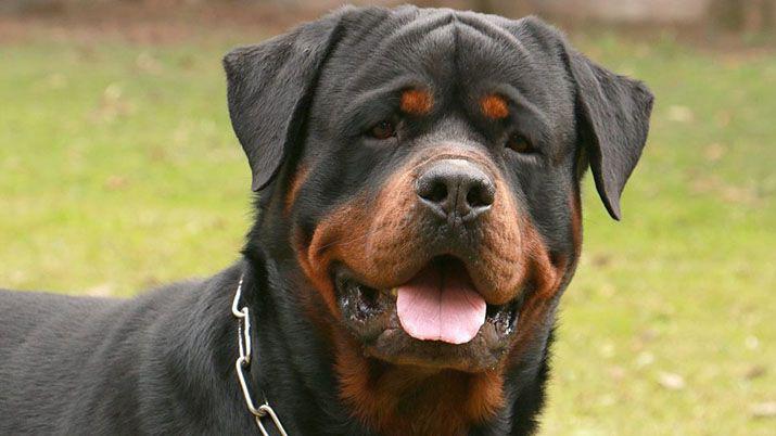 Un rottweiler cuidoacute a un recieacuten nacido durante toda una noche