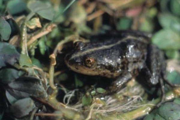 Investigadores argentinos salvan de la extincioacuten a una especie de rana