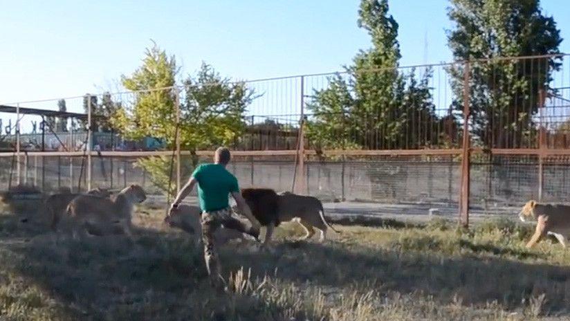 Dispersa a un grupo de leones armado con una chancleta