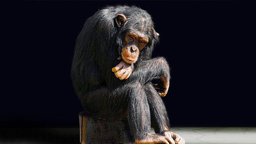 Indignante- Un popular bloguero hace fumar a un mono